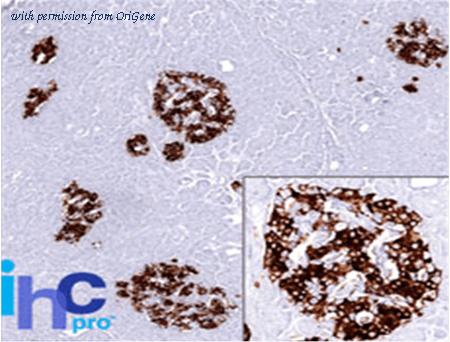 OriGene AM33363PU-S image 1