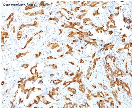 OriGene AM33370PU-S image 1