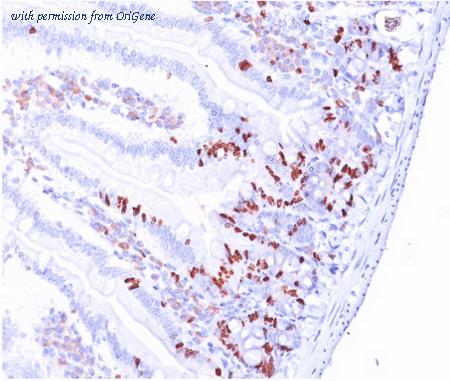 OriGene AM33371PU-S image 1