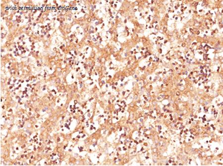 OriGene AM33373PU-T image 1