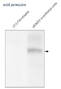 OriGene AM33395PU-N image 1