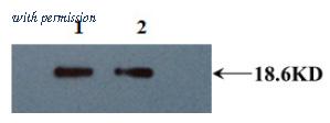 OriGene AM33425PU-N image 1