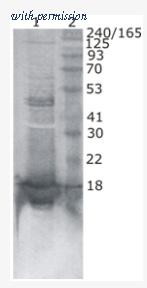 OriGene AM33426PU-N image 1