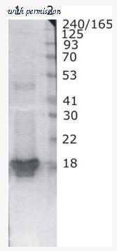 OriGene AM33427PU-N image 1