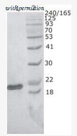 OriGene AM33428PU-N image 1