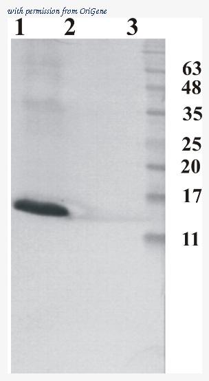 OriGene AM33435PU-N image 1