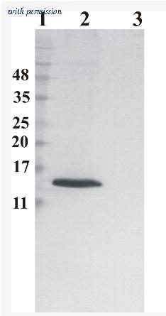 OriGene AM33436PU-N image 1