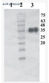 OriGene AM33448PU-N image 1
