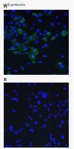 OriGene AM33450PU-N image 1