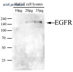 OriGene AM39000PU-N image 1