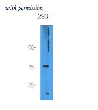 OriGene AM39004PU-N image 1