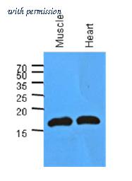 OriGene AM39005PU-S image 1