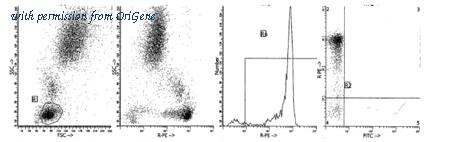 OriGene AM39021RP-N image 1