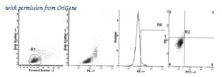 OriGene AM39038RP-N image 1