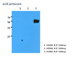 OriGene AM50009PU-N image 1