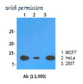 OriGene AM50011PU-S image 1