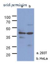 OriGene AM50019PU-N image 1