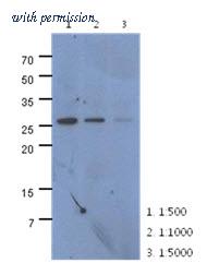 OriGene AM50020PU-N image 1
