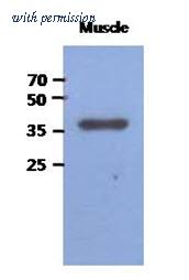 OriGene AM50022PU-S image 1
