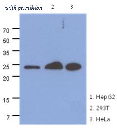 OriGene AM50024PU-N image 1