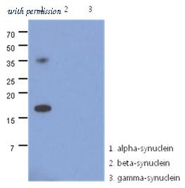OriGene AM50030PU-N image 1