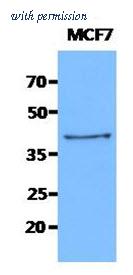 OriGene AM50040PU-S image 1