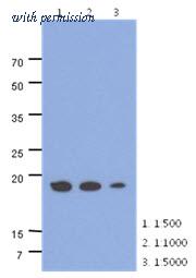 OriGene AM50043PU-S image 1