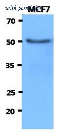 OriGene AM50044PU-S image 1
