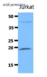 OriGene AM50051PU-N image 1