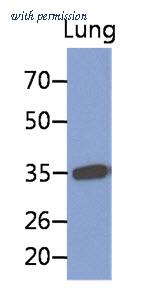 OriGene AM50053PU-S image 1