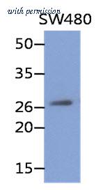 OriGene AM50054PU-S image 1