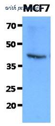 OriGene AM50060PU-N image 1