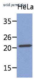 OriGene AM50061PU-S image 1
