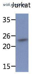 OriGene AM50062PU-N image 1