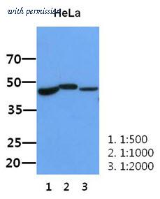 OriGene AM50066PU-N image 1