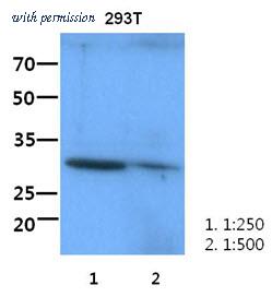 OriGene AM50067PU-N image 1