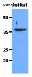 OriGene AM50068PU-S image 1