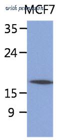 OriGene AM50071PU-N image 1