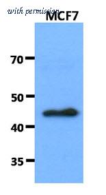 OriGene AM50074PU-S image 1