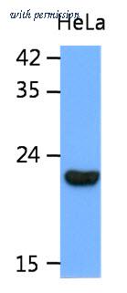 OriGene AM50077PU-S image 1