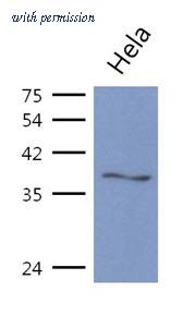 OriGene AM50078PU-S image 1