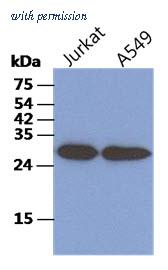 OriGene AM50094PU-S image 1