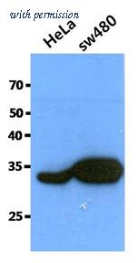 OriGene AM50096PU-S image 1