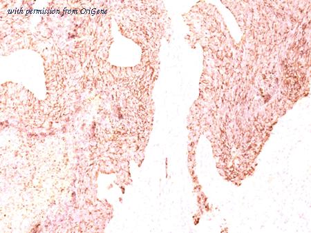 OriGene AM50102PU-S image 1