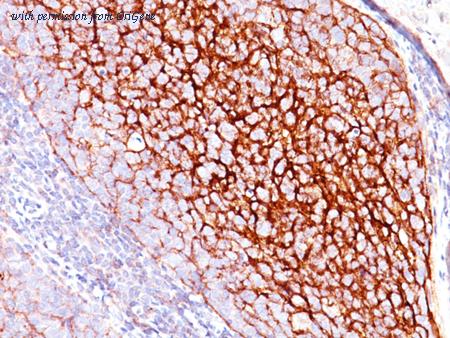 OriGene AM50104PU-S image 1