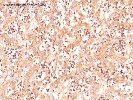 OriGene AM50105PU-S image 1