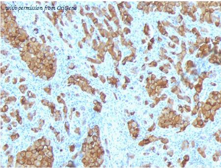OriGene AM50108PU-T image 1