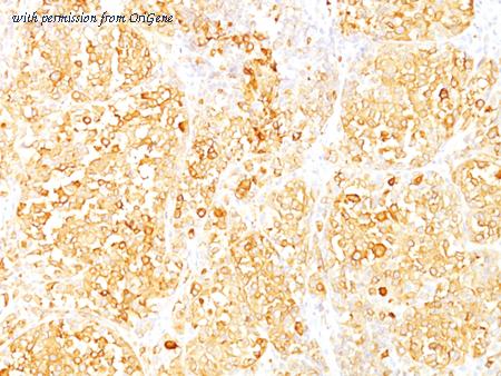 OriGene AM50109PU-S image 1