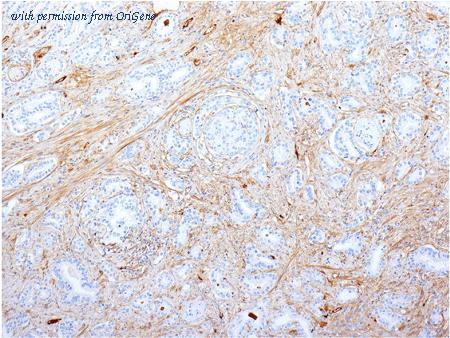 OriGene AM50111PU-T image 1