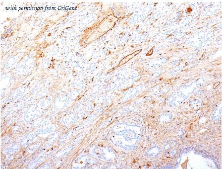 OriGene AM50112PU-S image 1